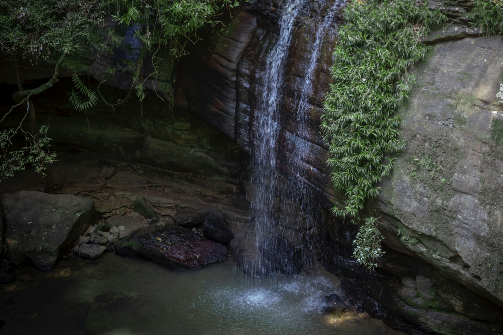 buderim